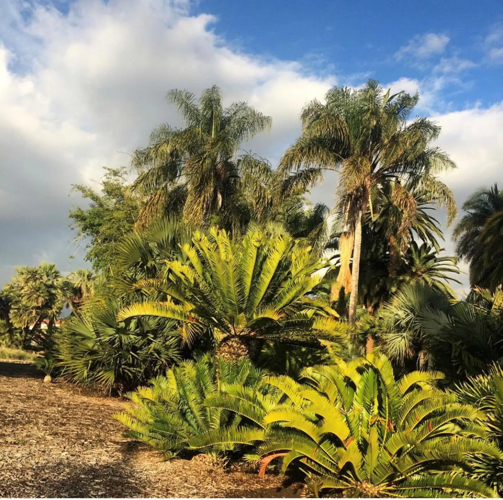 Green cycads in the foreground and tall green palms in the background.