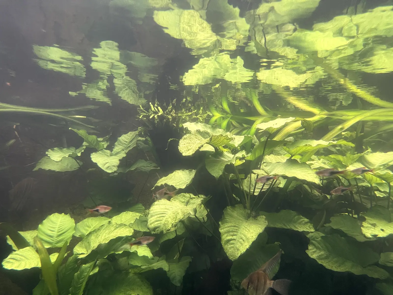 Plants and fish underwater