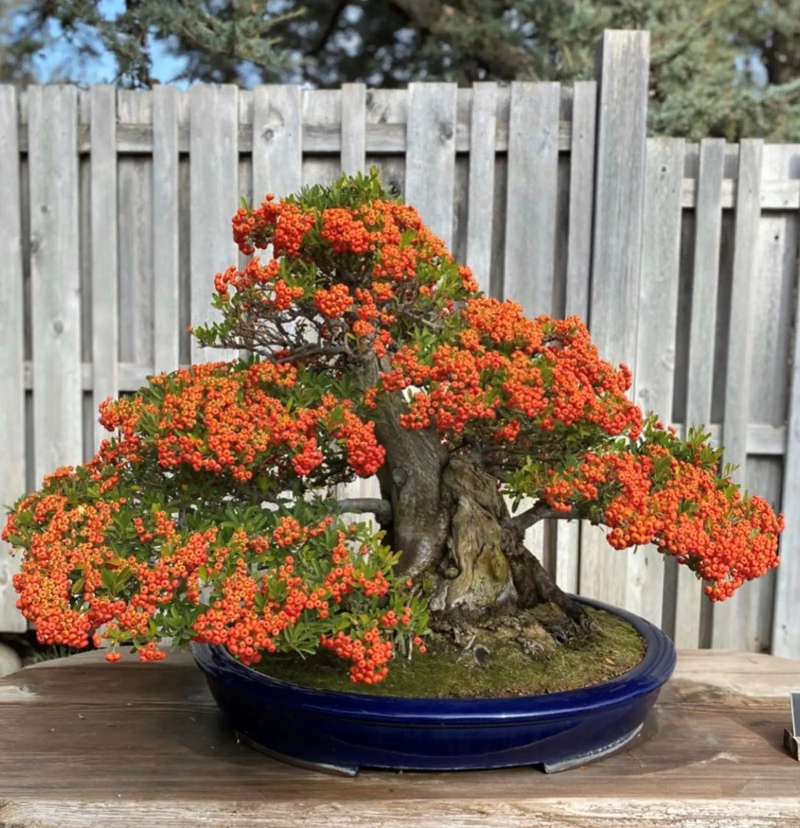 Pyracantha Bonsai with orange flowers in a small blue pot.