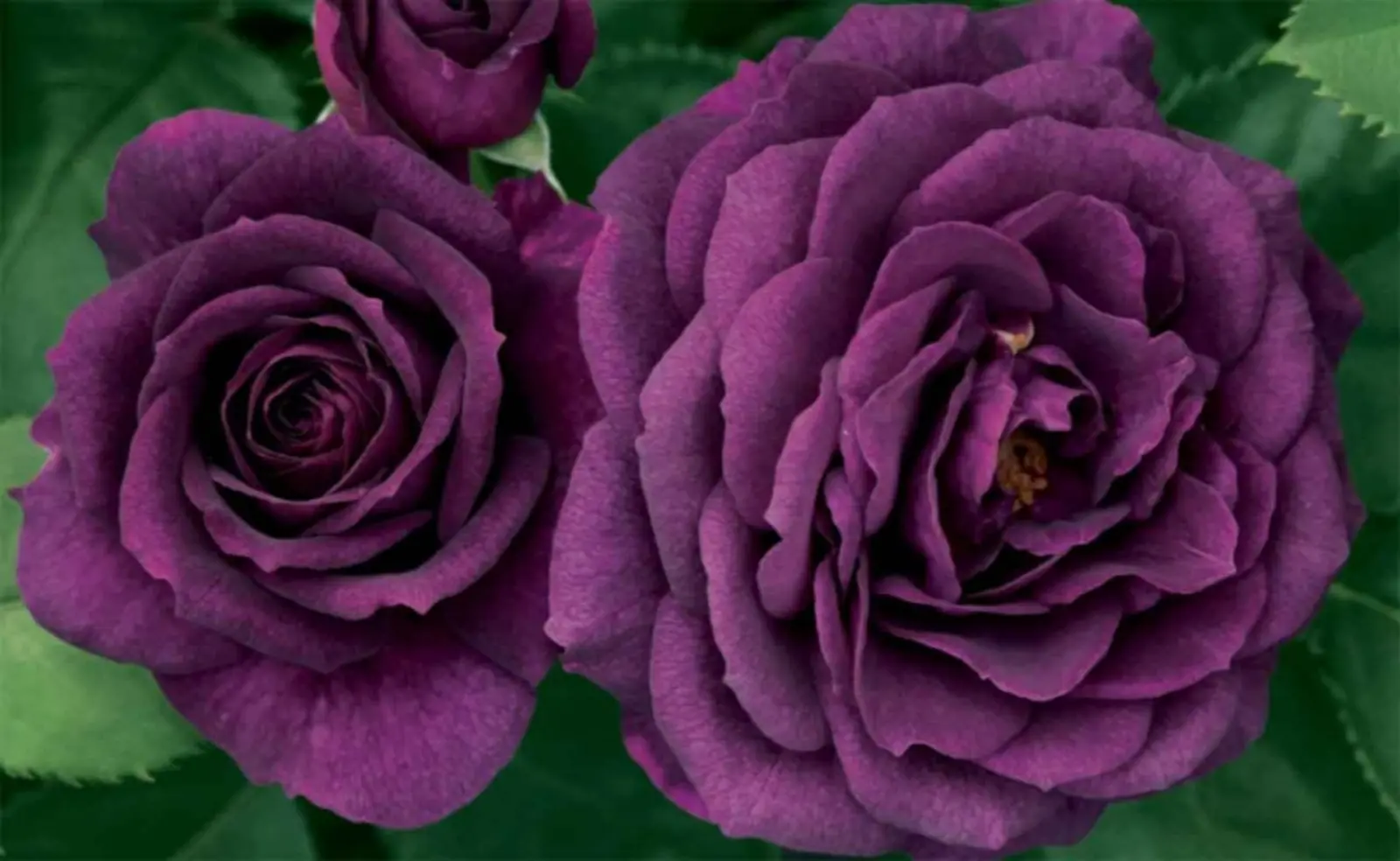 Dark purple Roses.