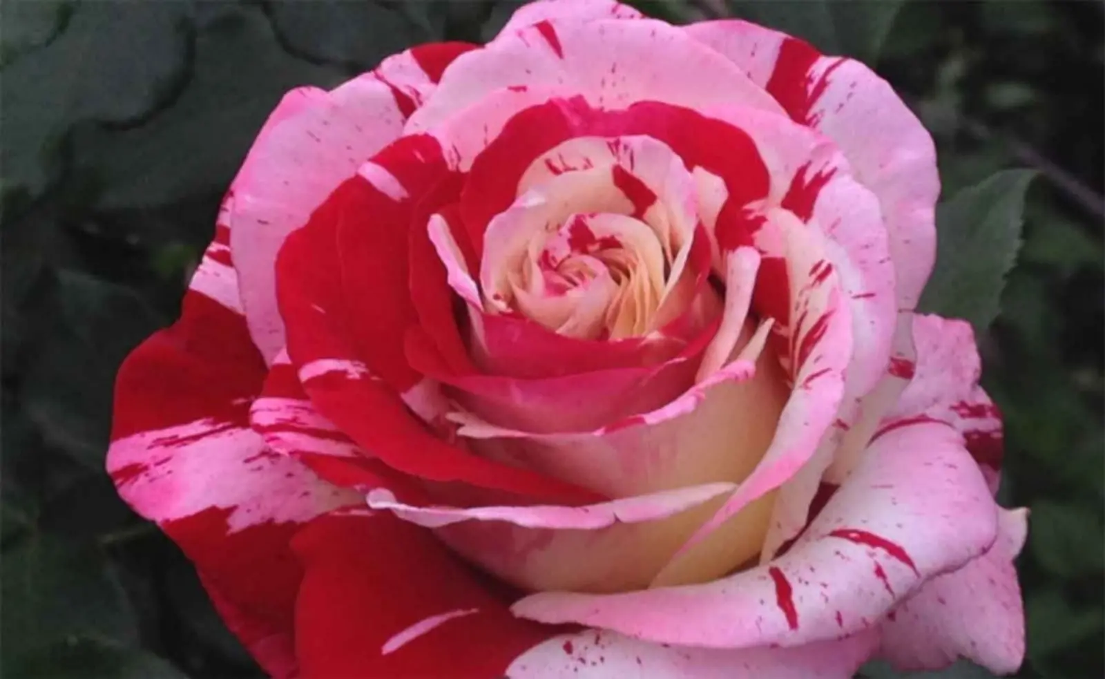 Red and pink Rose. 