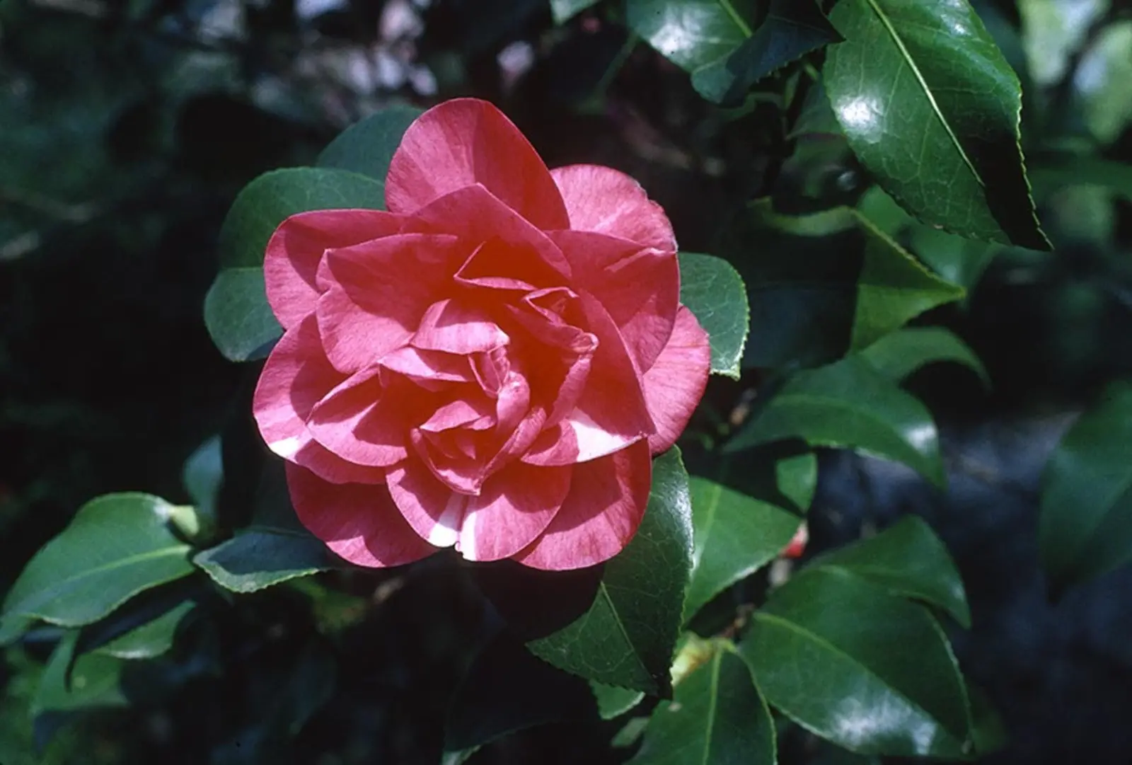Camellia japonica, or ‘Winter Cheer’