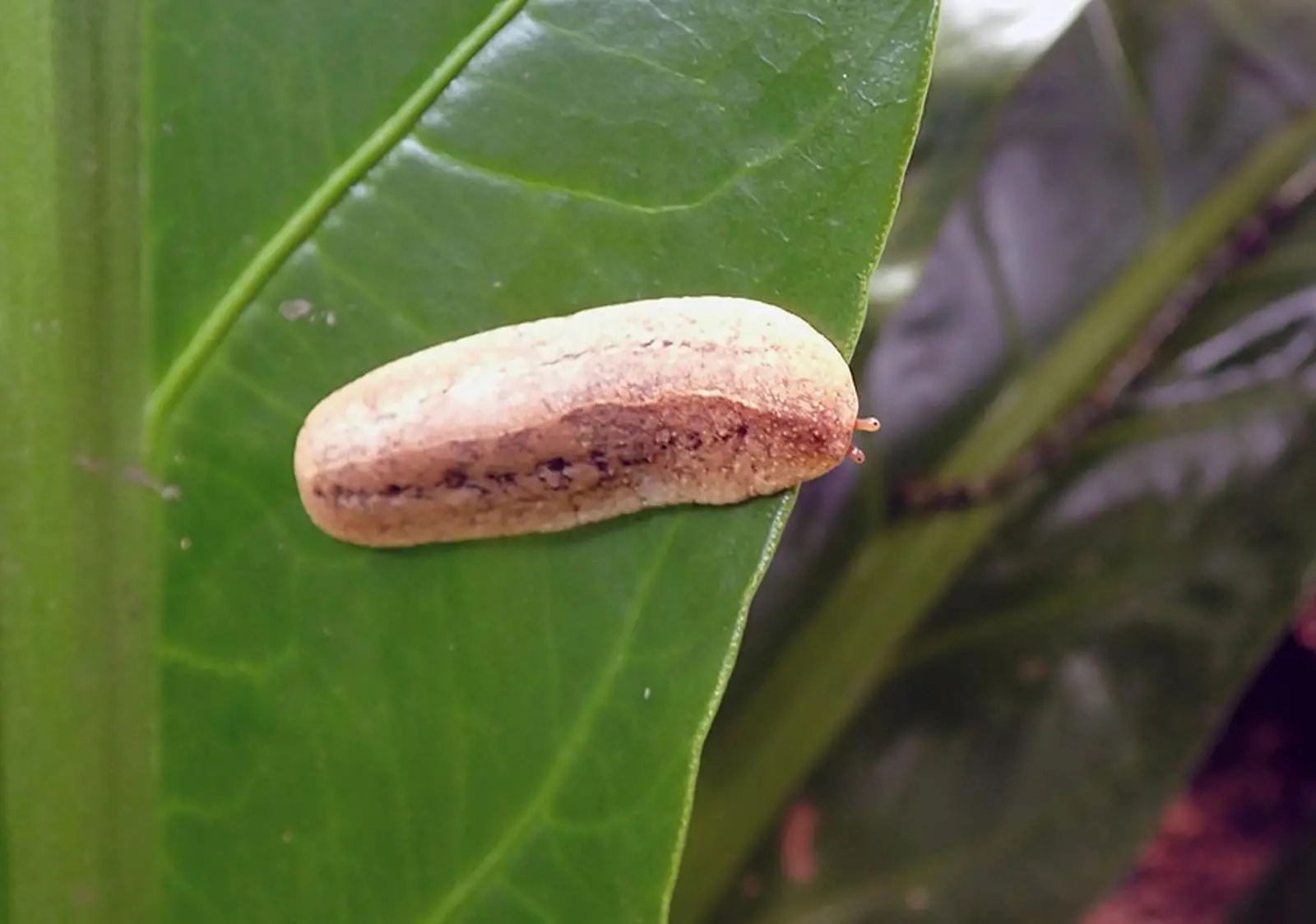 A close-up view of a light brown slug on a leaf.