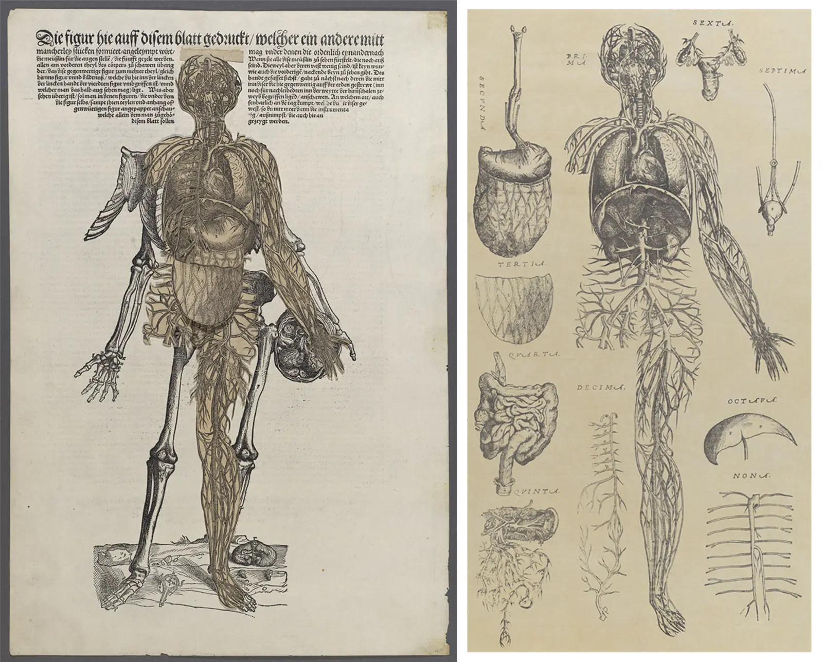 Two illustrations of a skeleton with organs.