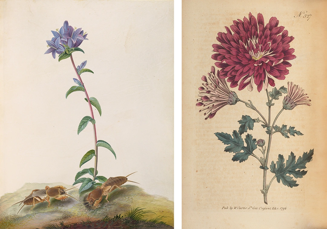 Two scientifically accurate illustrations of plants with flowers: on the left, a narrow plant with purple flowers and large insects at the base and, on the right, a large red flower with many petals.