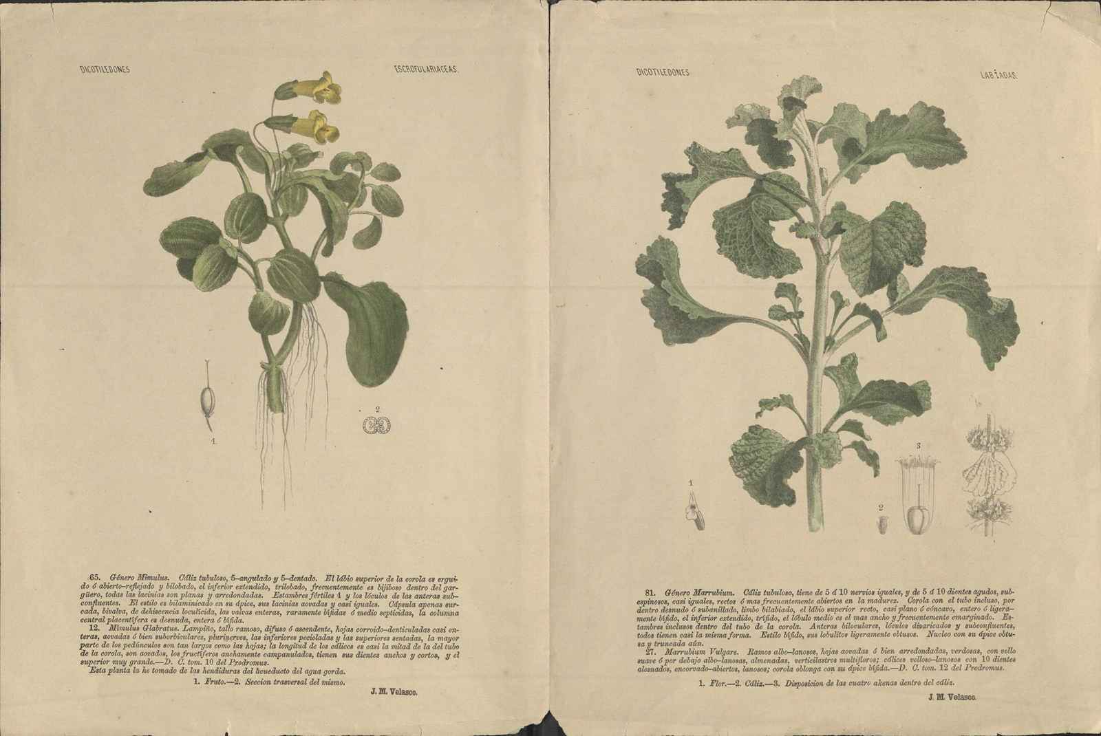 Two botanical illustrations of flowering plants with Spanish text below.