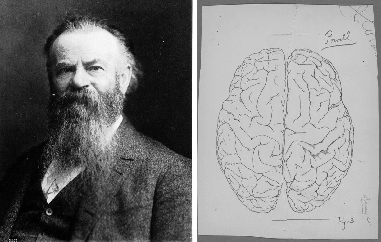 Left: Black-and-white photo of a bearded man in a suit. Right: Pencil drawing of a top view of the human brain.