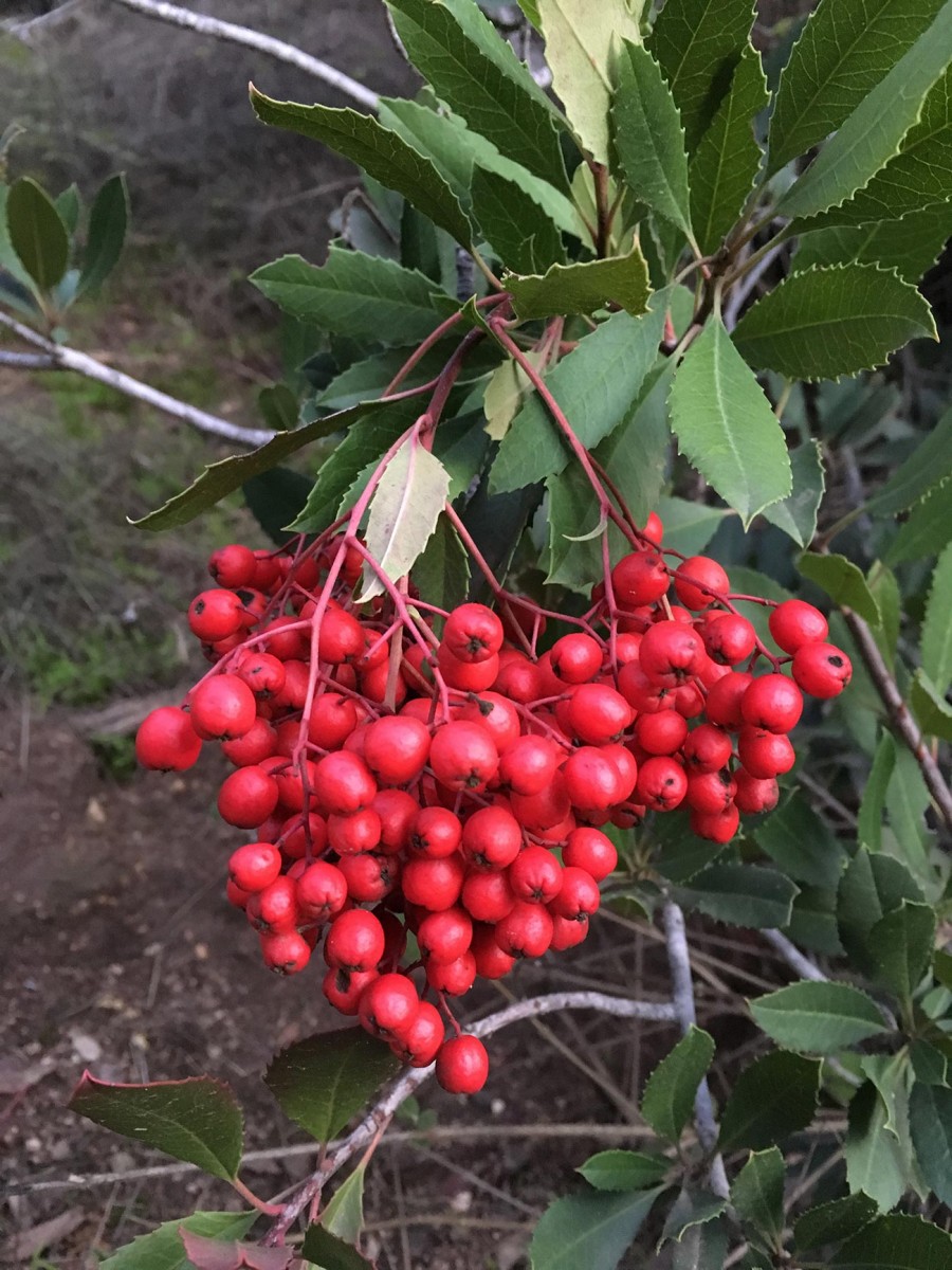red toyon Huntington holly berries