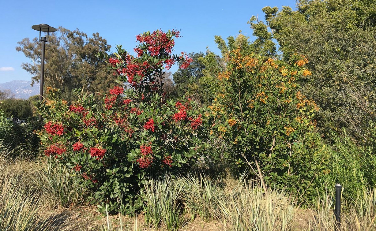 yellow toyon berries