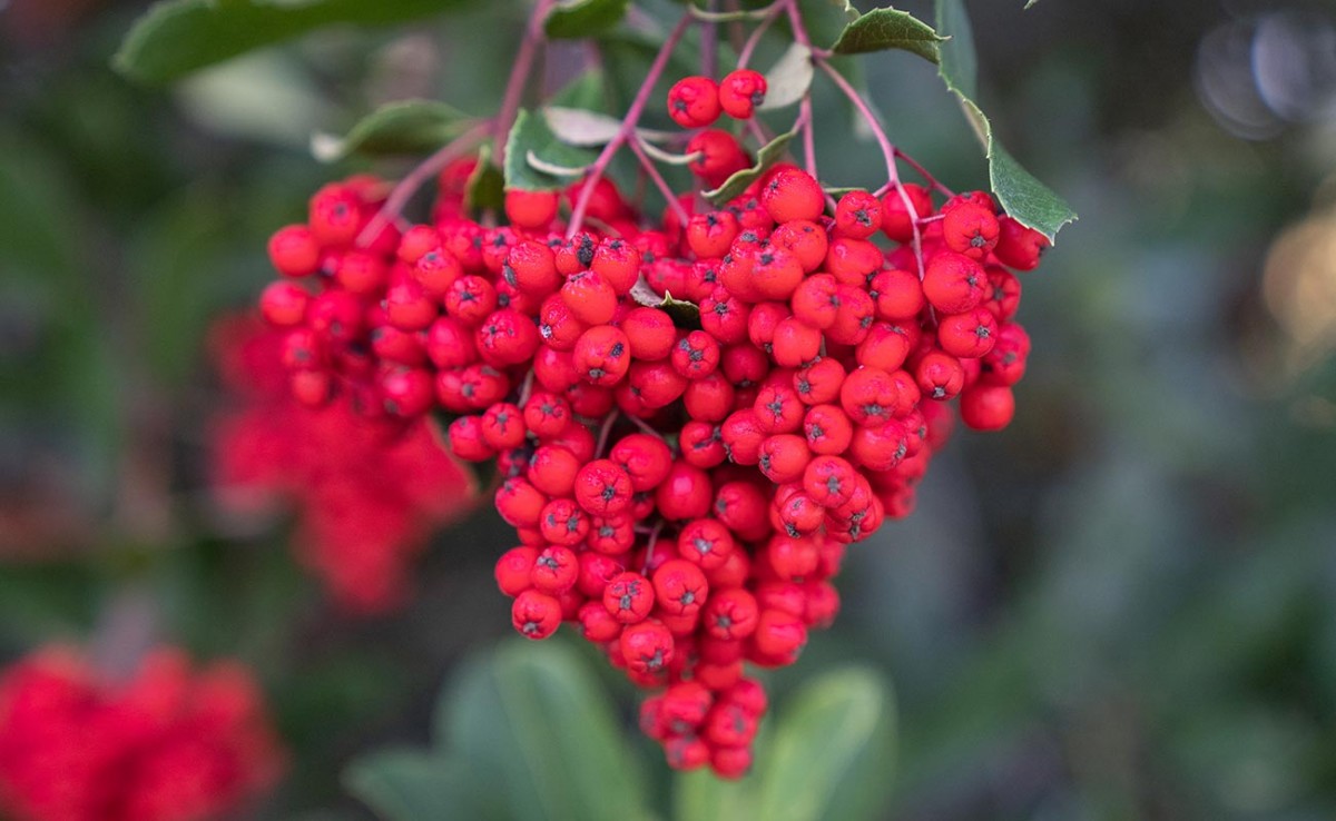 red toyon berries surrounded by green folliage