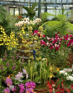 Orchids in the Conservatory