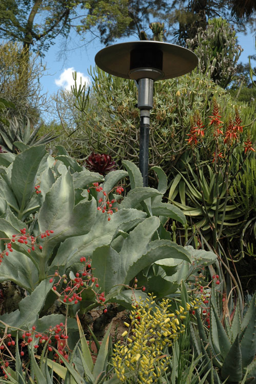 Heat lamp in Desert Garden