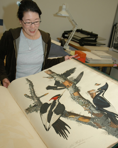 exhibition preparator Lauren Tawa with the Ivory-Billed Woodpecker, plate no 66