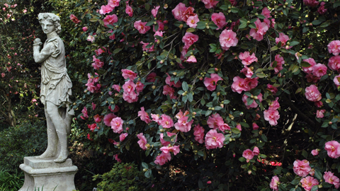 Camellia 'Brigadoon' in the North Vista
