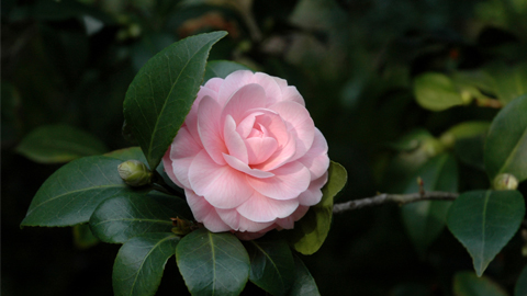 Camellia japonica 'Pink Perfection.'