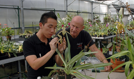 Brandon Tam and Lance Birk pollinate an orchid in the Huntington greenhouse.