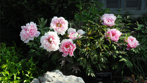 Peonies in the Chinese garden