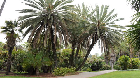 The date palm, Phoenix dactylifera