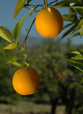 California citrus on tree