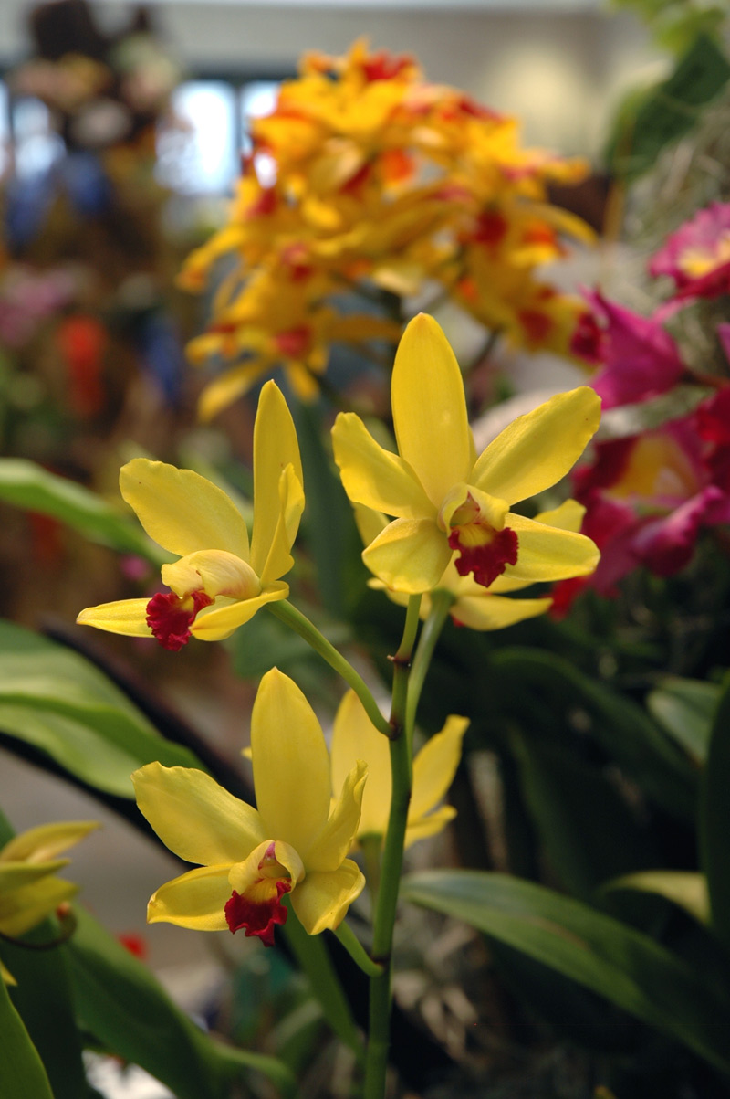 A colorful Cattleya-Laelia cross orchid