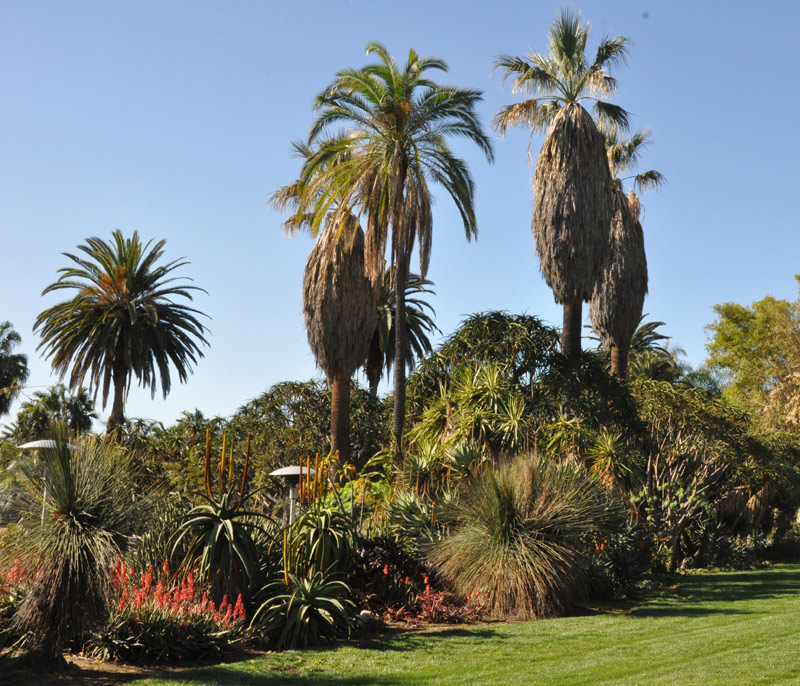 View of a section of the garden where the Desert Garden and Jungle Garden merge with a lawn.