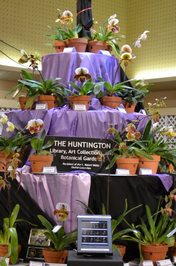 Orchid exhibit 