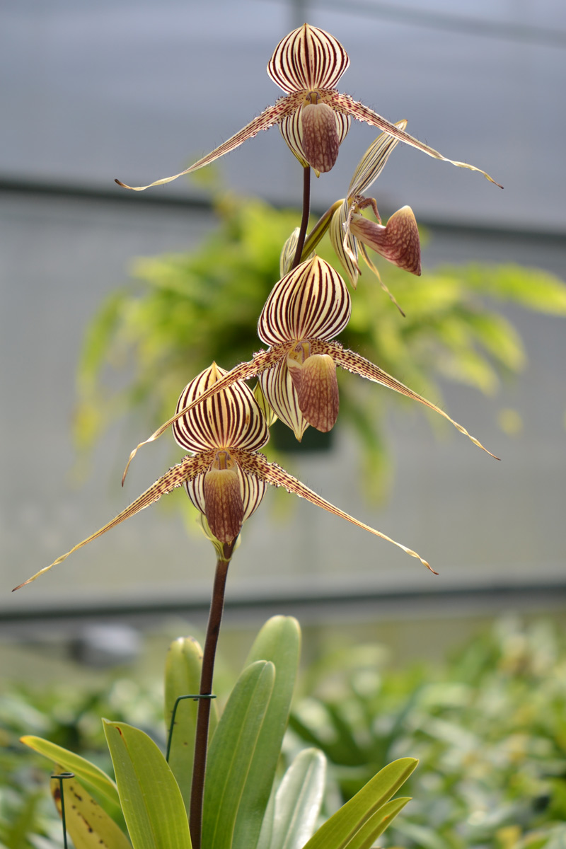 Золото кинабалу. Золотая Орхидея Кинабалу. Пафиопедилум Ротшильда. Орхидея Ротшильда Paphiopedilum. Орхидея золото Кинабалу.