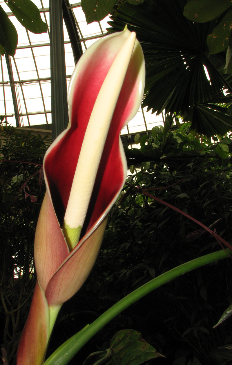Philodendron patriciae flowering in the Conservatory