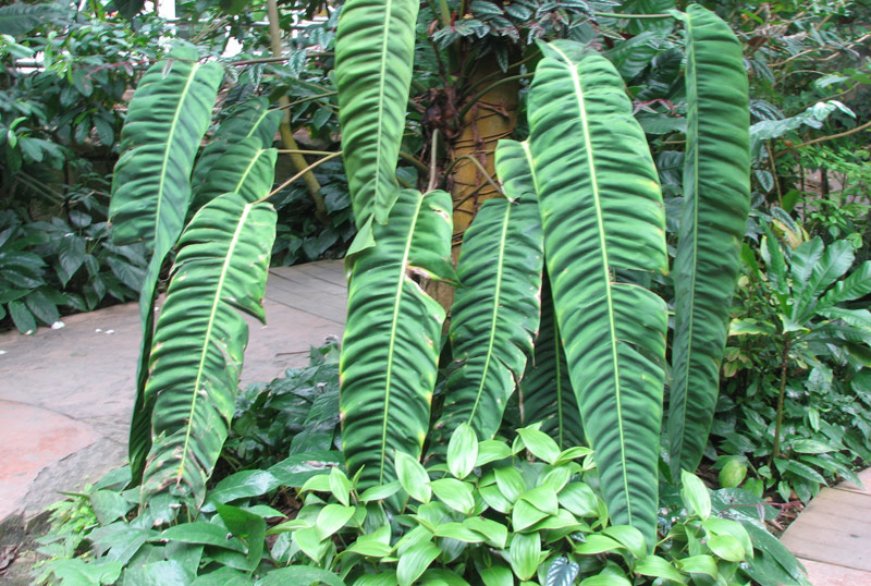 Philodendron patriciae in the Conservatory