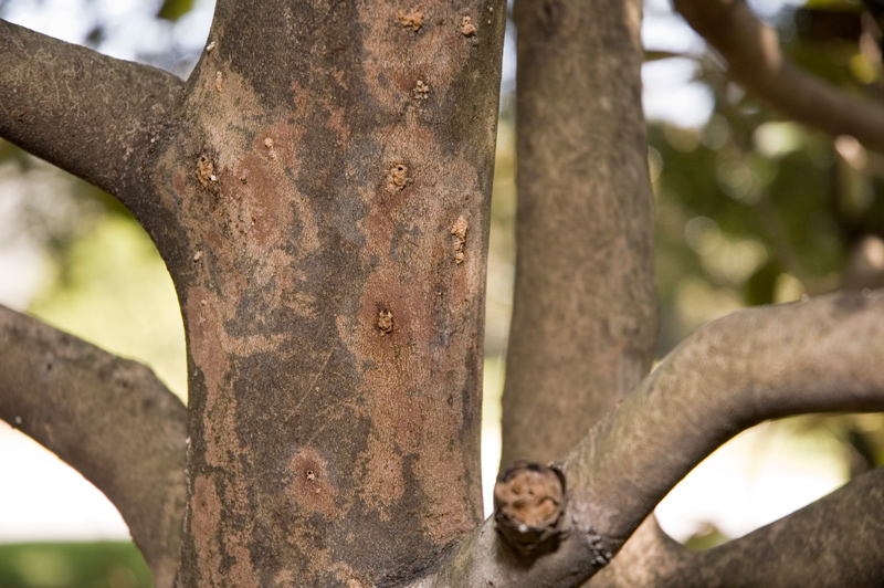 Camellia trunk showing signs of insect infestation