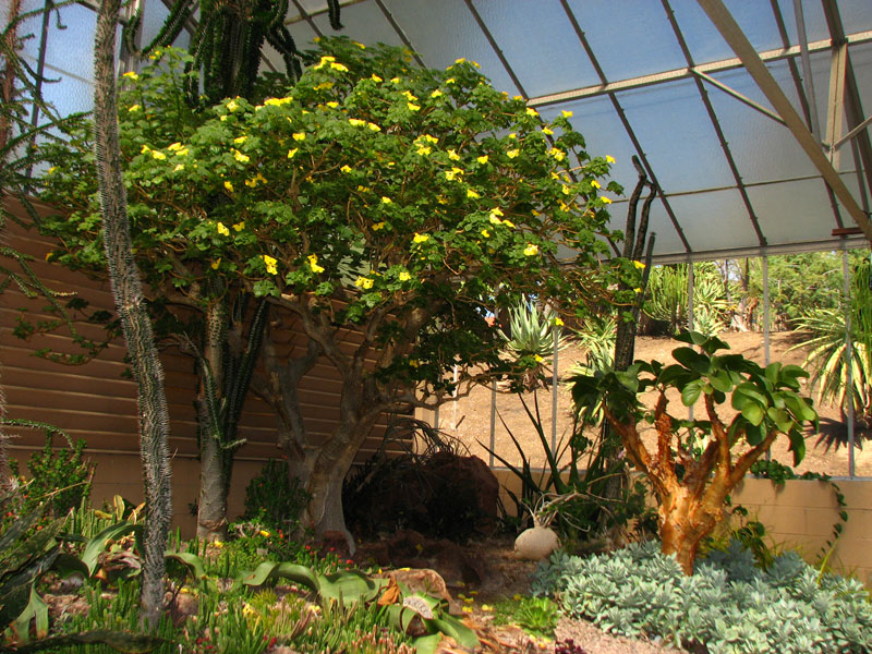The large succulent (at left) in one corner of The Huntington’s Desert Conservatory is a specimen of Uncarina grandidieri, native to Madagascar. Next to it (at right) is Cyphostemma currori, a member of the grape family native to Namibia. Below that, is a ground cover called Senecio sempervivus, derived from a plant collected in Yemen back in 1967. Photo by John Trager.