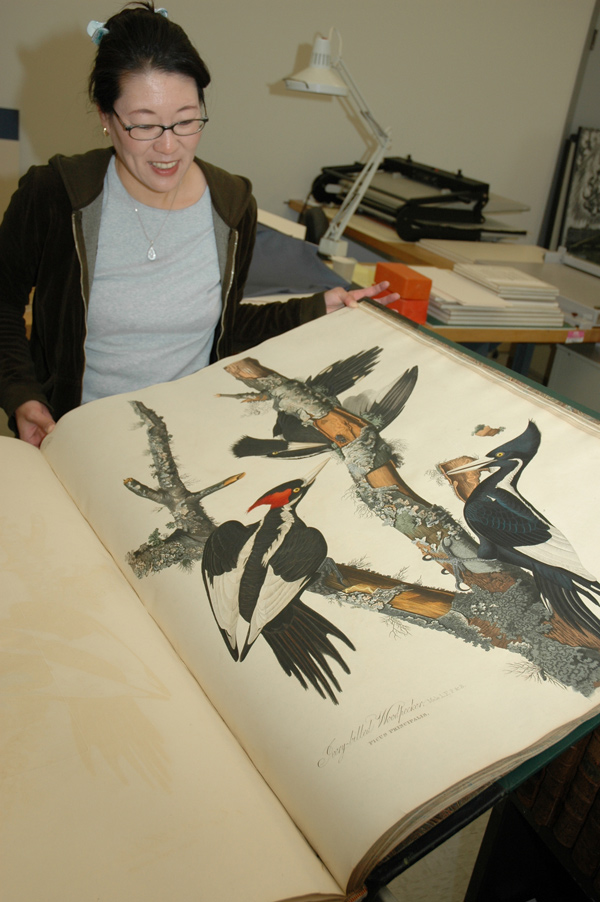 Exhibition preparator Lauren Tawa with the Ivory-Billed Woodpecker, plate no. 66, from Audubon’s Birds of America. Huntington Library, Art Collections, and Botanical Gardens.