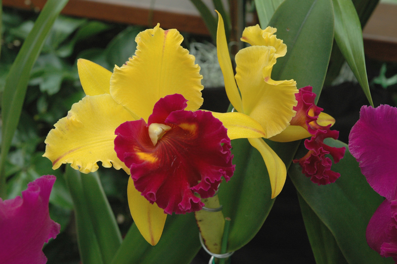 Blc. Tainan Gold 'Golden Canary'.
