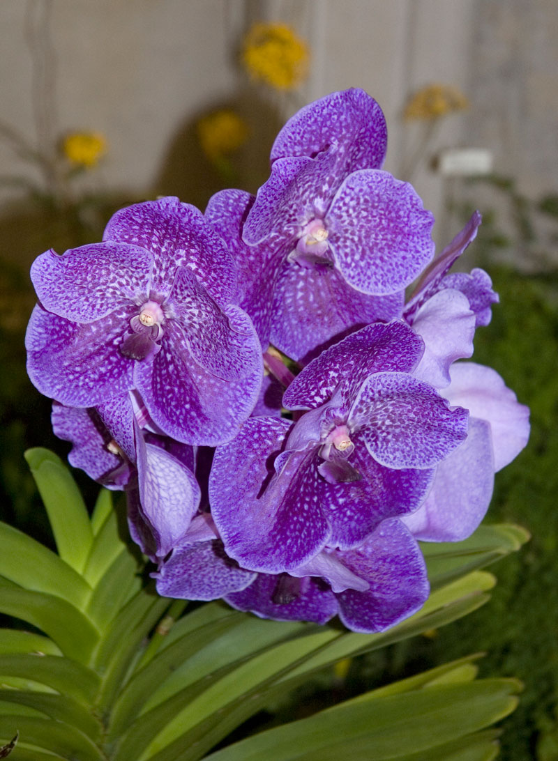 Vanda Robert's Delight 'Nippon Blue' was one of the standouts at the 2012 Orchid Show.