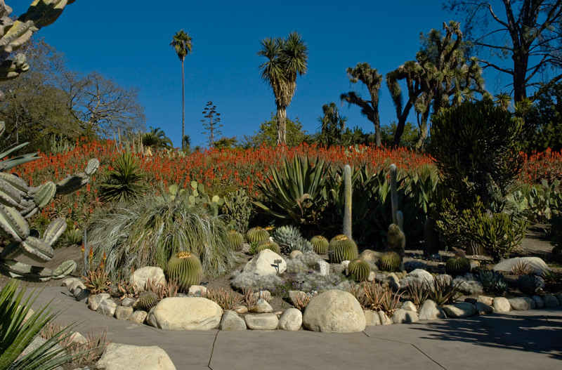 A hillside in the lower Desert Garden with aloes