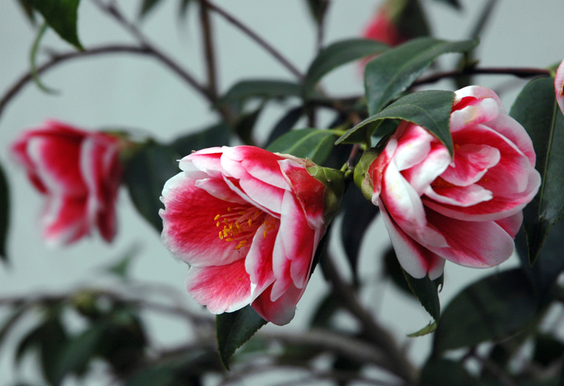 February is an ideal time to learn about camellias—and to enjoy them. Pictured: Camellia 'Tama Peacock'. Photos by Lisa Blackburn.