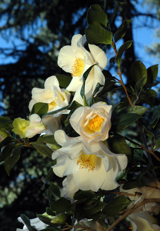 Camellia japonica 'White Bouquet'. Photo by Lisa Blackburn