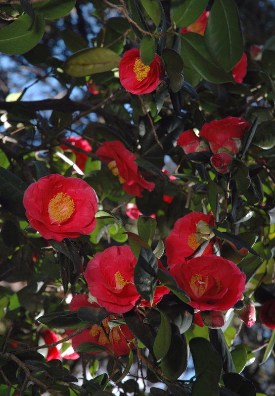 Camellia japonica 'California'. Photo by Lisa Blackburn