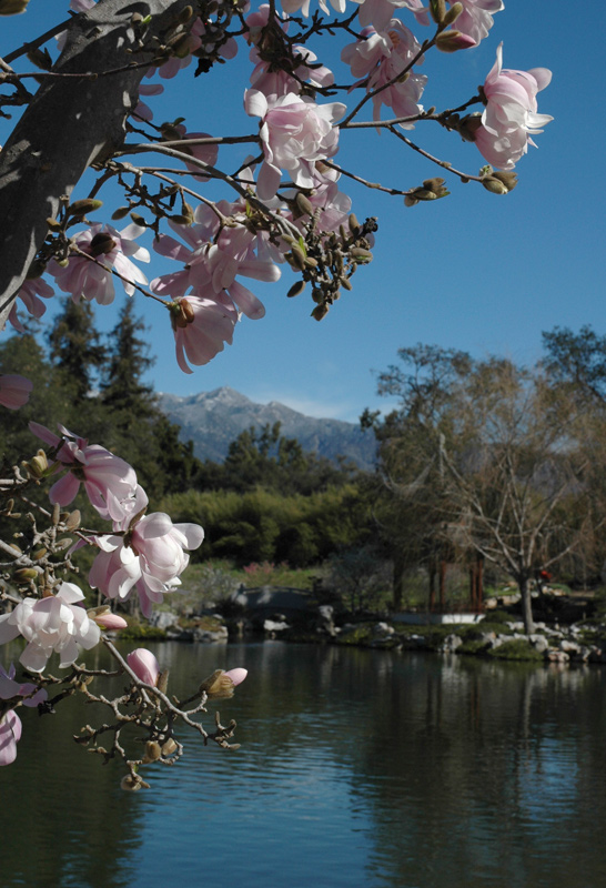 Magnolia blossoms frame a view of the Lake of Reflected Fragrance. Photo by Lisa Blackburn.