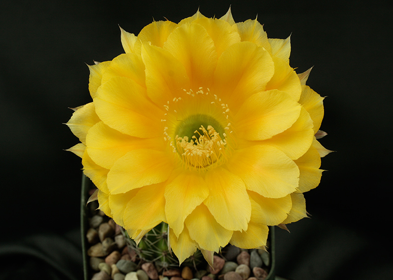 Echinopsis 'Frolic'. Photo by John Trager