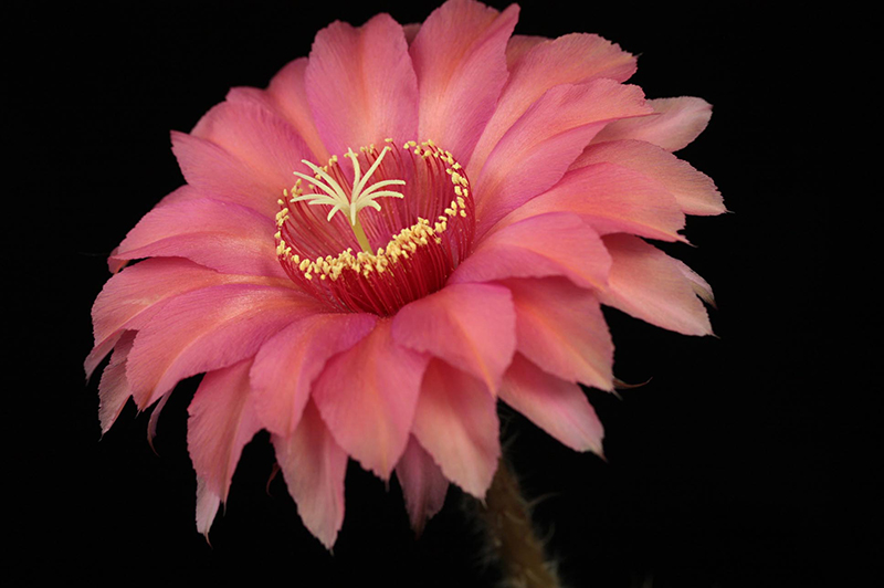 Echinopsis 'Antares'. Photo by John Trager