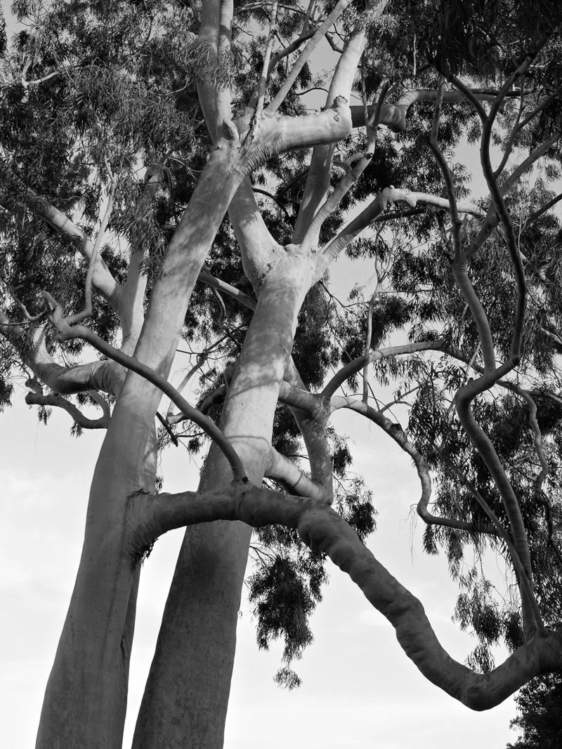 A pair of lemon-scented gums (Eucalyptus citriodora) photographed by historian Jared Farmer near the mausoleum of Henry and Arabella Huntington, 2007.