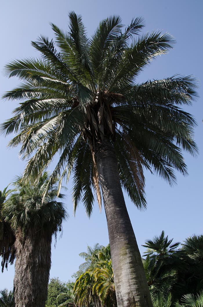 Some of the trees in the gardens are extremely rare, including the Chilean wine palm (Jubea chilensis), an endangered species.