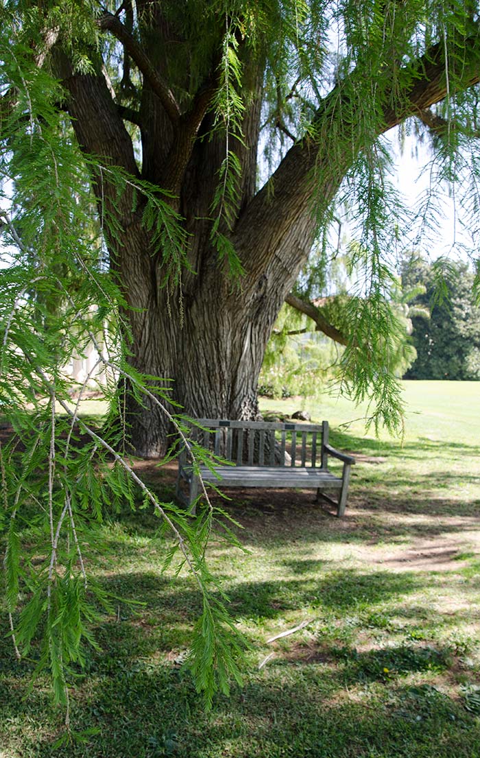 The Montezuma cypress (Taxodium mucronatum), planted from seed in 1912, has been a visitor favorite for generations.