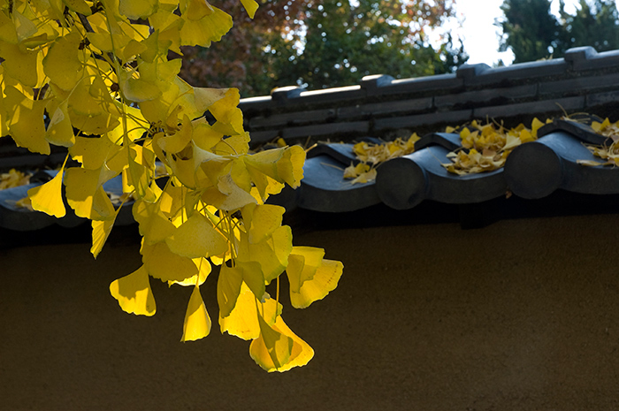 The golden autumn foliage of the Ginkgo biloba makes these trees in the Zen Garden a seasonal favorite.