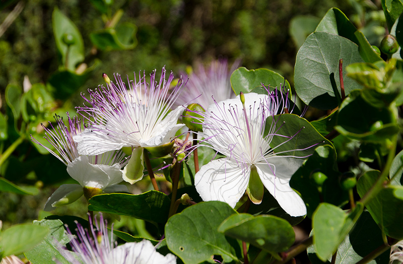 The caper's feathery flowers make this drought-tolerant plant an attractive landscape choice. Photo by Lisa Blackburn.