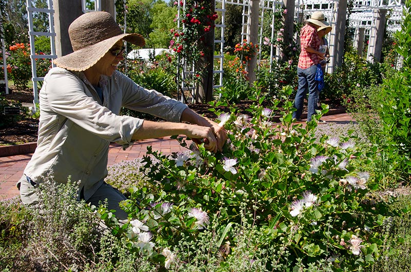 Horticultural intern Delia Hitz harvests caper buds for brining. Photo by Lisa Blackburn.