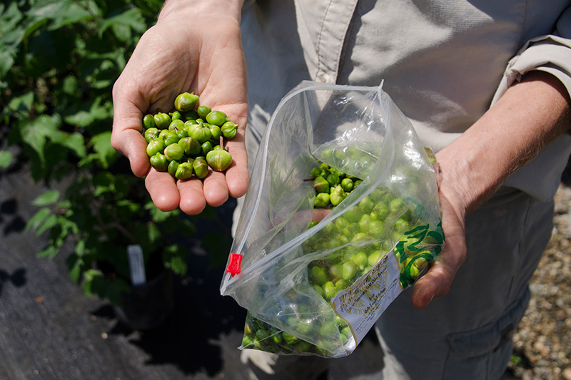 Caper buds, ready to be soaked and brined. Photo by Lisa Blackburn.