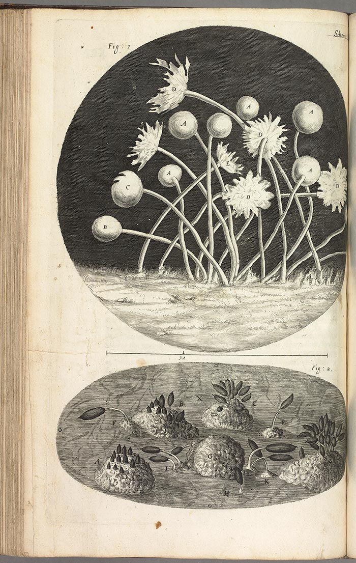 Beautiful science of yesterday: An illustration of mold, from Robert Hooke’s Micrographia, 1665. The Huntington Library, Art Collections, and Botanical Gardens.