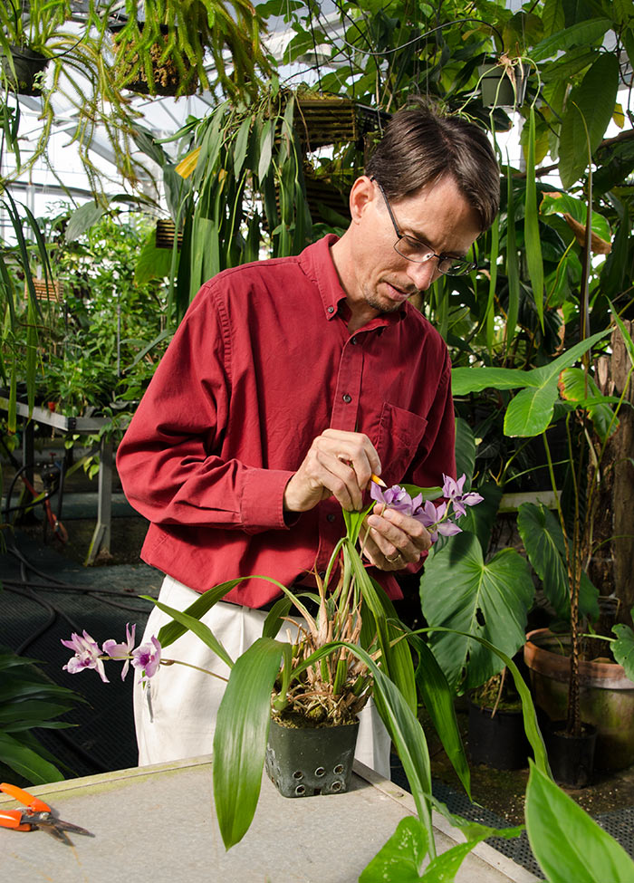 Dylan Hannon oversees The Huntington's tropical collections, which include thousands of orchids. Here, he inspects Zygonisia Cynosure 'Blue Birds' in one of the greenhouses. Photo by Lisa Blackburn.